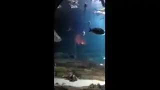 Long Island Aquarium and Exhibition Center