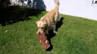 Cute Dog Playing With Chipmunks In A Log Plush Toy - Samsung Galaxy S5 UHD (Ultra HD 4K)