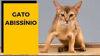 Ra&ccedil;a de Gato | GATO ABISS&Iacute;NO