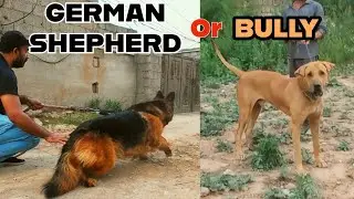 Pakistani Bully Ya German Shepherd? 😱
