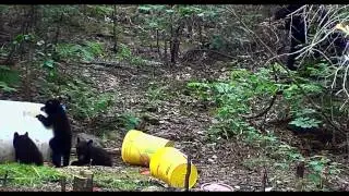 old video----3 black bear cubs