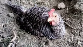 Herding chickens in the morning and afternoon ( 161 )