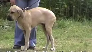 Výstava SKK Onceiro 14. 9. 2008 - video 01.