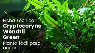 Ficha T&eacute;cnica Cryptocoryne Wendtii Green | Cuidados, Par&aacute;metros, Propagaci&oacute;n, Como plantar...