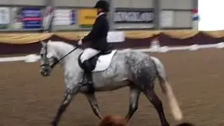 Midge BD native pony champs 2017