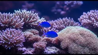Long Soft Ambient Piano With Ocean Waves For Deep Meditation Sleep And Relaxation