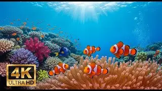 🐠 Stunning Coral Reef 4K &ndash; Relaxation Music with Beautiful Underwater Life