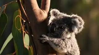 Kiwi #trending #cartoon #kids #animation #animals #video #viral