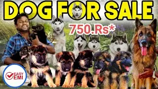 PUPPIES For Sales| Delivery Available | Puppy's Price List | Kennel in Tamilnadu | Namma MKG puppies