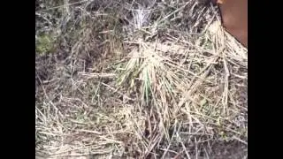 herping!