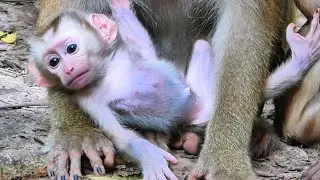 The Best Clip: #95, Adorable Little Monkey Undergoes a Rapid Transformation. @monkeyscorner