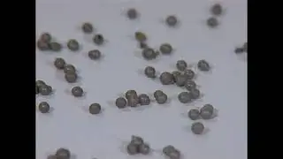 Metallic Shot Abrasives