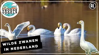 Wilde zwanen overwinteren in Nederland | Zelf Geschoten | Vroege Vogels