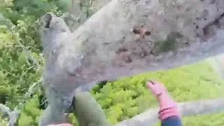 These are the best wild honey harvesters in Asia. - Forest honey