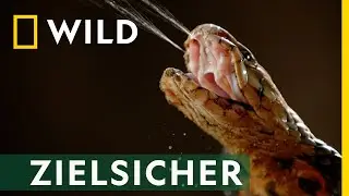 Verteidigungsstrategie, speziell gegen Menschen | Snakes in the City