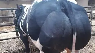 خميره الخبز للعجول التسمين