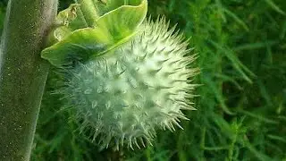 15 Most Toxic Plants and Trees in the World (Avoid Them!)