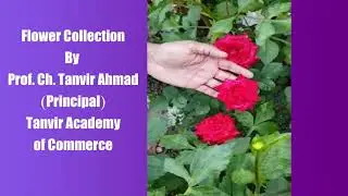Flower Collection by Professor Ch. Tanvir Ahmad