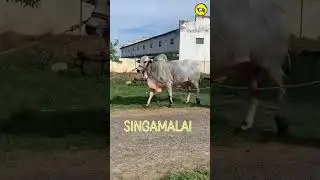 Singamalai Y S R Bulls Lingayapalem || Bulls Of Andhra. #bullsofandhra