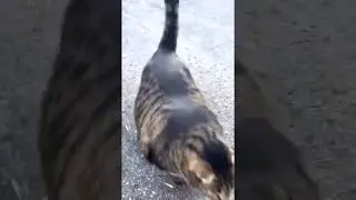 buff cat video