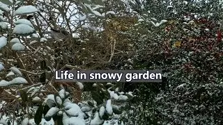 Life in the Snow in Texas Garden | Relaxing Landscape Video