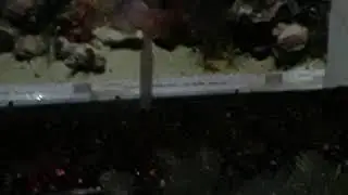 Edd the tiger oscar fish throw a attitude cause i didnt give him a taste of our dinner.