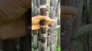 satisfying black sugarcane #farmy #viral #shorts #youtubeshorts #blacksugarcane