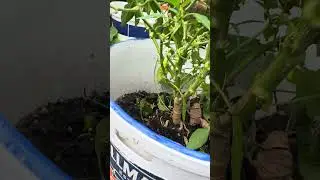 Chili harvesting