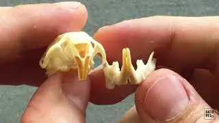 Os dentes dos ratos twister