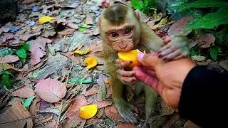 Daily Life Of Monkey Babies: Luno Lucie Jacee Jovi And ...They Are Innocent, Need only Good Food..