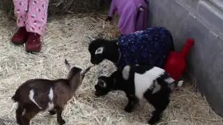 Baby Goats in Pajamas-At Kidabaloo 2017