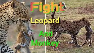 Shocking Moment Leopard Tries to Hunt Monkey |  Wild Fight in the Jungle!🦁🔥