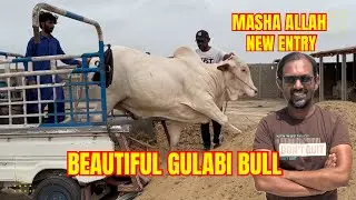 Masha Allah New Entry Beautiful Gulabi Bull. Dost Cattle Farm. I M Wahaj Vlogs.