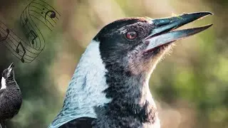 Magpie Baby Best Warbling Sounds | Talking Calling Singing 🎵