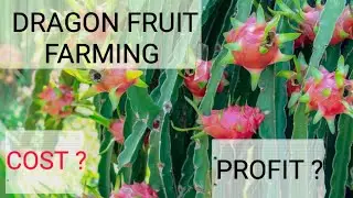 Dragon fruit लागाने मे कित्ना cost आता है? । Profit & loss in Dragon fruit farming Mo No: 7887389066