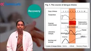 Dengue Fever