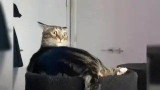 Error Cat Compilation 1 😹😹