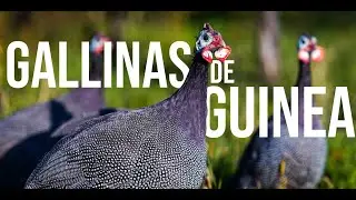 Como generar millones con las Gallinas de Guinea