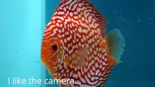 DISCUS PASSIE.nl: PIWOWARSKI STENDKER STÖCKER discus discusfish diskus discusvis