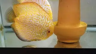 Discus Fry Wrigglers Day 1