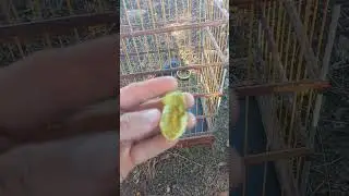 Como foguear seu azul&atilde;o!