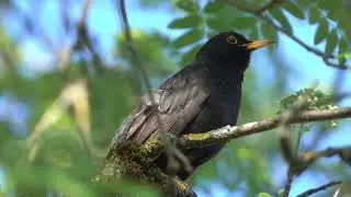 Avian Harmony: Tranquil Bird Songs in the Heart of the Forest