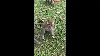 SO CUTE!! Wild baby monkey got greedy keeping nuts inside mouth