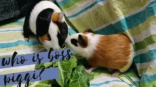 Male Guinea Pig Bonding| 2 month old & 6 month old