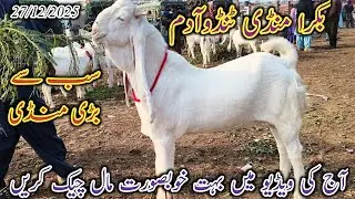Bakra Mandi Tando Adam | Today update | Patari kamori barbari goat | Qurbani Eid 2026 | 27/12/2025