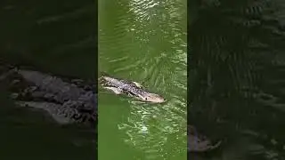 Потрясающий Варан!!!