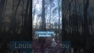 #swamp #bayou #alligator #louisiana #viral #youtuber #shorts #holiday #December