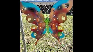 Garden update June 2025