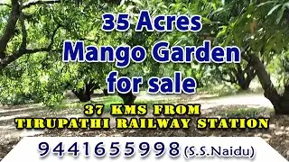 35 Acres Mango Garden for Sale near Yellankivaripallle, Chittoor District