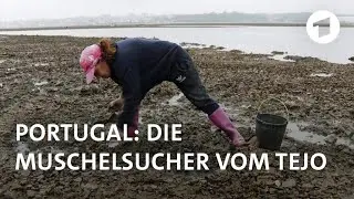Portugal: Die Muschelsucher vom Tejo – Illegaler Beutezug aus Not | Weltspiegel